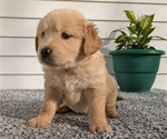 Small #1 Golden Retriever