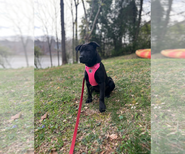 Medium Photo #17 Chinese Shar-Pei-Labrador Retriever Mix Puppy For Sale in Holly Springs, NC, USA