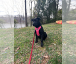Small #16 Chinese Shar-Pei-Labrador Retriever Mix