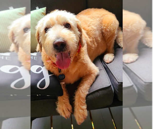 Medium Photo #1 Golden Retriever-Unknown Mix Puppy For Sale in Springdale, PA, USA