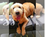 Small Golden Retriever Mix