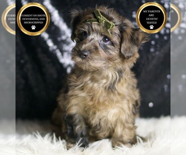 Medium Photo #31 YorkiePoo Puppy For Sale in WARSAW, IN, USA