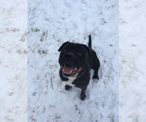 Deitz - Male Bulloxer Dog for Adoption - Photo #22