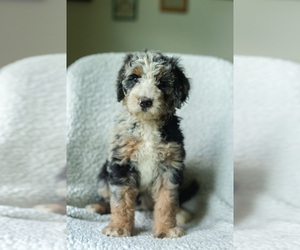 Medium Aussiedoodle-Bernedoodle Mix