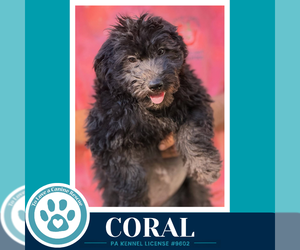 Mutt Dogs for adoption in Kimberton, PA, USA