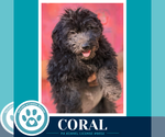 Coral (Seashore Squad) 101726 - Female Mutt Dog for Adoption - Small photo