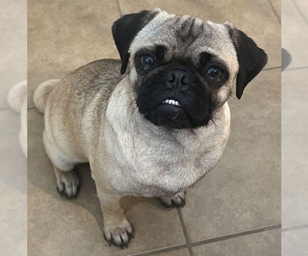 Medium Photo #1 Pug Puppy For Sale in San Antonio, TX, USA