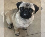 Small Pug