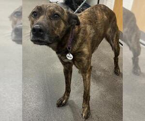 Dutch Shepherd -Unknown Mix Dogs for adoption in Forestville, MD, USA