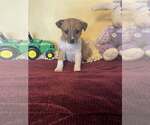 Small #2 Mutt