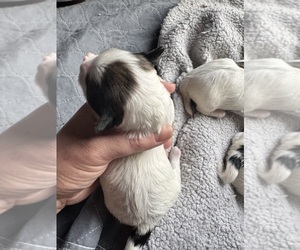 Mal-Shi Puppy for sale in LUDLOW, MA, USA