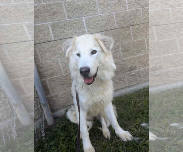 Medium Photo #1 Alaskan Malamute Puppy For Sale in Bountiful, UT, USA