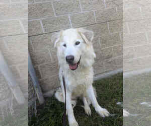 Alaskan Malamute Dogs for adoption in Bountiful, UT, USA