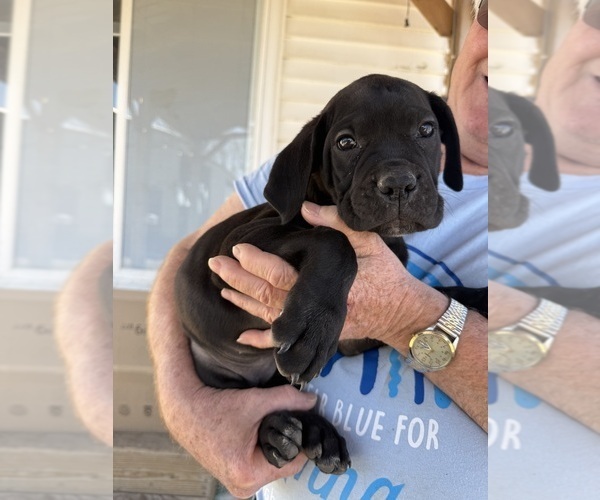 Medium Photo #2 Cane Corso Puppy For Sale in STUART, IA, USA