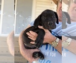 Small #1 Cane Corso