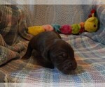 Small Photo #11 Great Dane Puppy For Sale in SPRAGGS, PA, USA