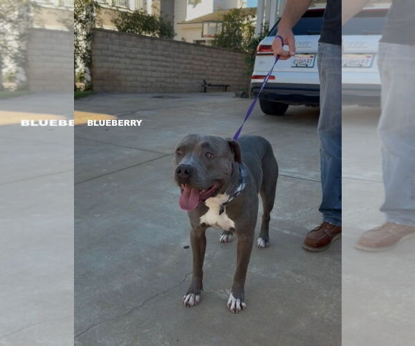 Medium Photo #2 American Pit Bull Terrier Puppy For Sale in Woodland Hills, CA, USA