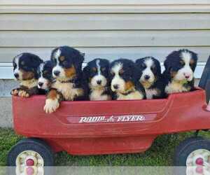 Bernese Mountain Dog Puppy for Sale in MONTEZUMA, Georgia USA