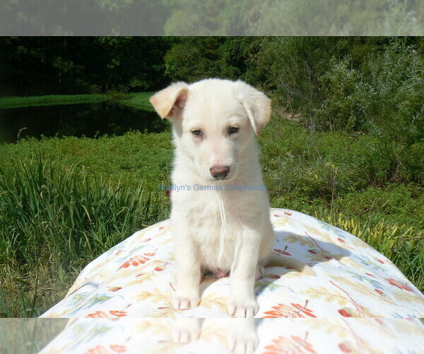 Medium Photo #6 German Shepherd Dog Puppy For Sale in PIEDMONT, MO, USA