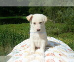 Small #5 German Shepherd Dog