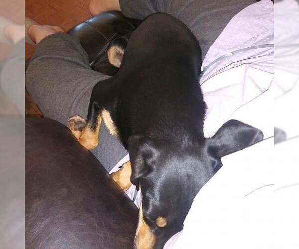 Medium Photo #2 Miniature Pinscher-Unknown Mix Puppy For Sale in San Bernardino, CA, USA