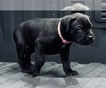 Small Photo #6 Cane Corso Puppy For Sale in SAINT JOSEPH, MO, USA