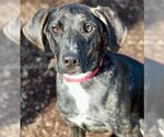 Small #8 Mountain Cur Mix