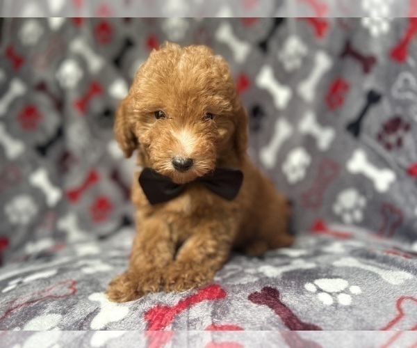 Medium Photo #5 Goldendoodle (Miniature) Puppy For Sale in LAKELAND, FL, USA