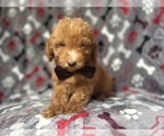 Small #4 Goldendoodle (Miniature)