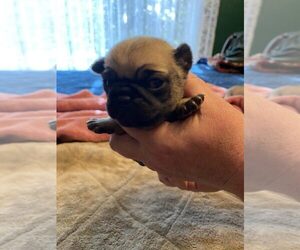 Pug Puppy for sale in ABERDEEN, WA, USA