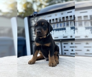 Doberman Pinscher Puppy for Sale in NEWTON, North Carolina USA