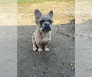 French Bulldog Puppy for sale in DECATUR, IL, USA