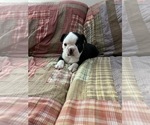 Small Photo #1 Boston Terrier Puppy For Sale in BEECH GROVE, IN, USA