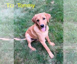 Redbone Coonhound-Unknown Mix Dogs for adoption in pomfret, CT, USA