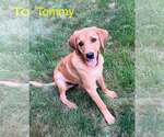 Small Redbone Coonhound Mix