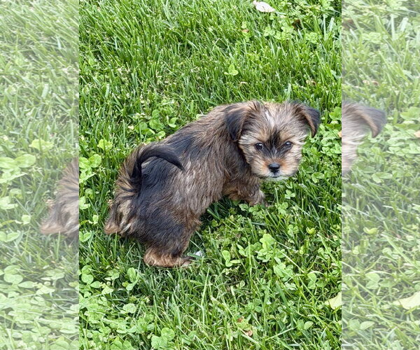 Medium Photo #2 Shih Tzu-Unknown Mix Puppy For Sale in Alexandria, KY, USA