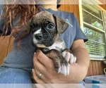 Puppy Puppy 5 Boxer