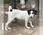 Small Photo #2 Treeing Walker Coonhound-Unknown Mix Puppy For Sale in Yardley, PA, USA