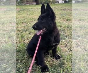 German Shepherd Dog Puppy for Sale in WACO, Texas USA