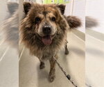Small #1 Chow Chow