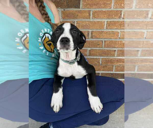 Medium Photo #4 Mutt Puppy For Sale in Candler, NC, USA