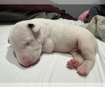 Small #3 Bull Terrier