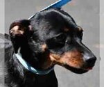 Small Photo #1 Dachshund Puppy For Sale in Vernonia, OR, USA