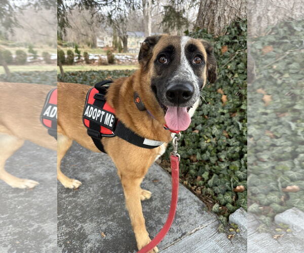 Medium Photo #1 Anatolian Shepherd-Unknown Mix Puppy For Sale in Harrisburg, PA, USA