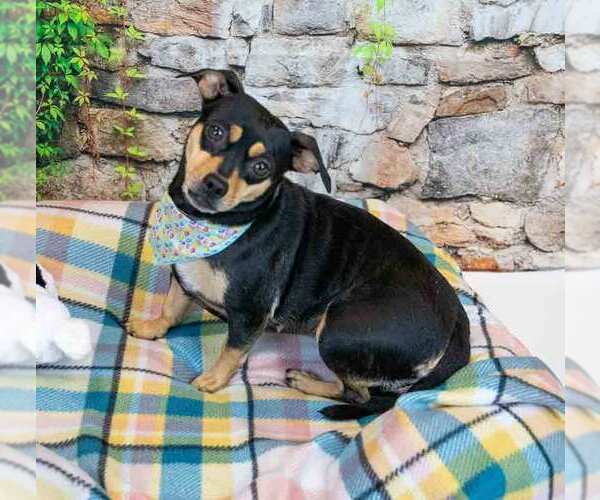 Medium Photo #3 Jackshund Puppy For Sale in Kennesaw, GA, USA