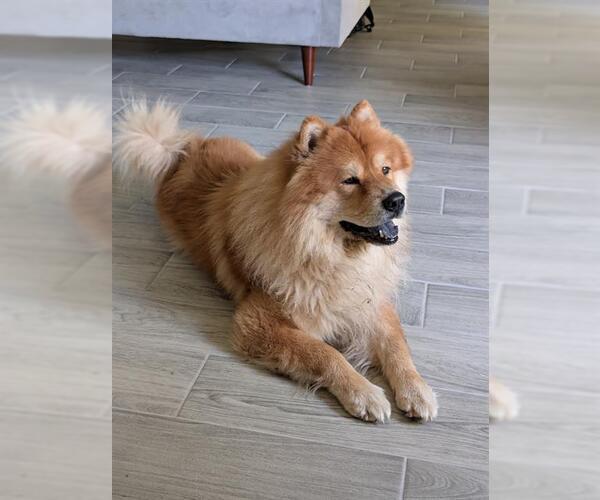 Medium Photo #1 Chow Chow-Unknown Mix Puppy For Sale in San Antonio, TX, USA