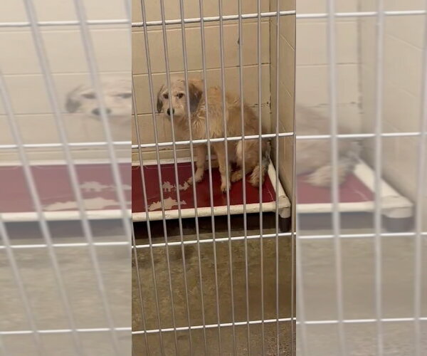 Medium Photo #2 Labrador Retriever-Unknown Mix Puppy For Sale in Aurora, IN, USA