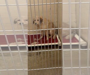 Chancie - Female Labrador Retriever-Unknown Mix Dog for Adoption - Photo #2