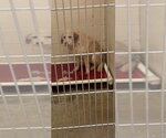 Small Photo #2 Labrador Retriever-Unknown Mix Puppy For Sale in Aurora, IN, USA