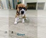 Small #3 Mutt